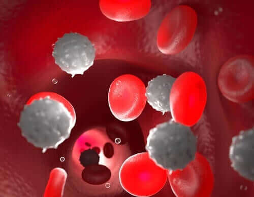 Monócitos no sangue