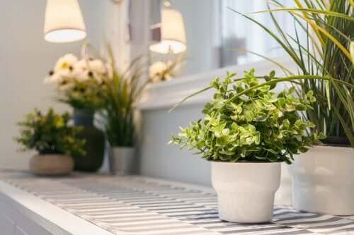 Plantas de interior