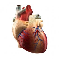 As partes do coração e suas funções