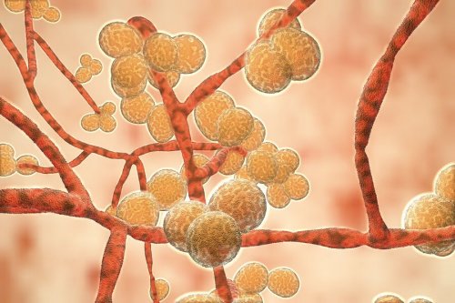Candida auris: tudo que você precisa saber