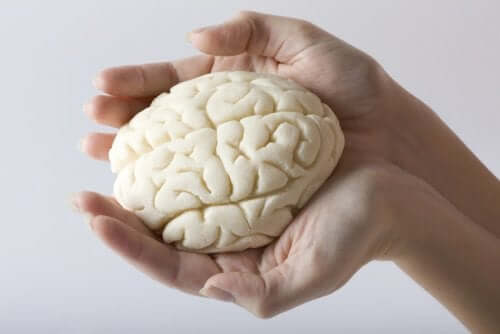 Cérebro humano em miniatura