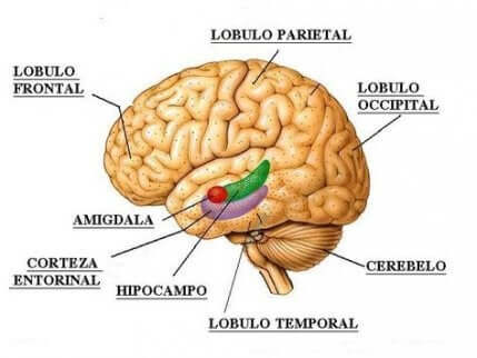 Quais são as funções dos lobos cerebrais?