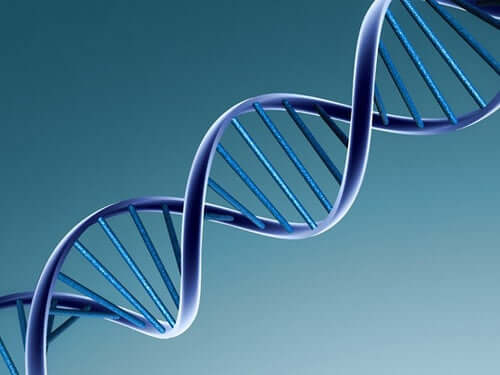DNA humano
