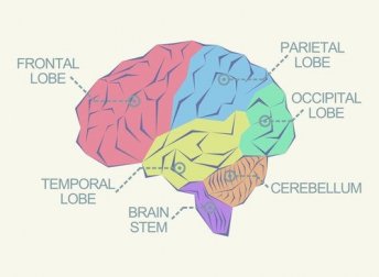 O que são os lobos cerebrais?