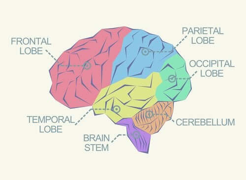 O que são os lobos cerebrais?