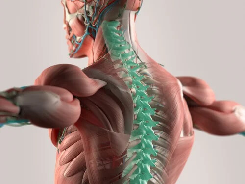 Coluna vertebral nas costas