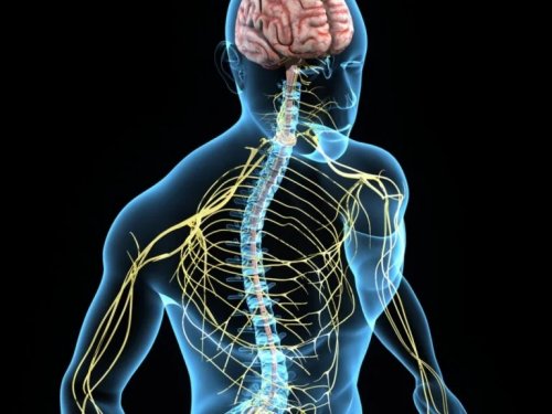 Sistema nervoso do corpo humano