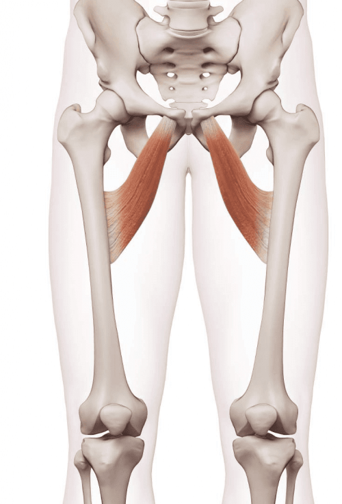 Imagem esquemática da posição dos músculos adutores.