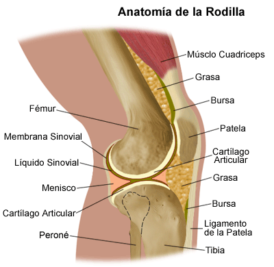 Anatomia dos joelhos