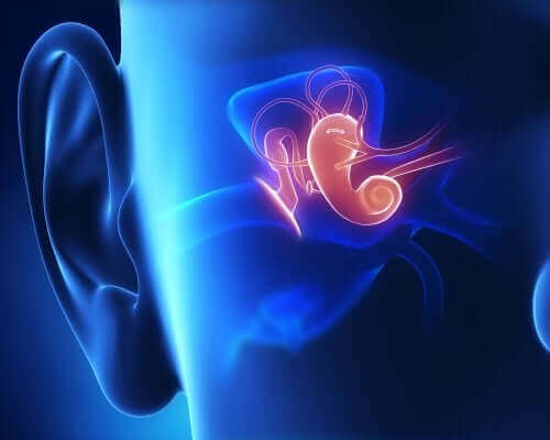 Anatomia do ouvido interno