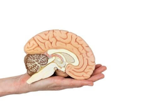 Miniatura de cérebro
