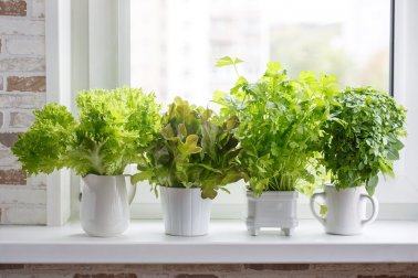Como cultivar ervas aromáticas
