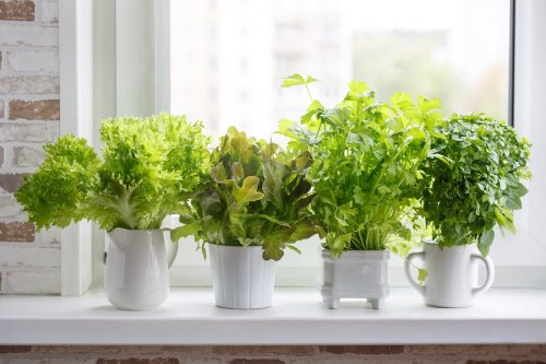 Como cultivar ervas aromáticas