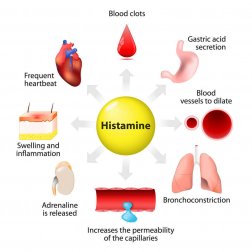 Histamina: síntese, liberação e funções