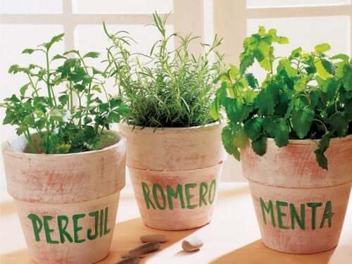 Como cultivar ervas aromáticas