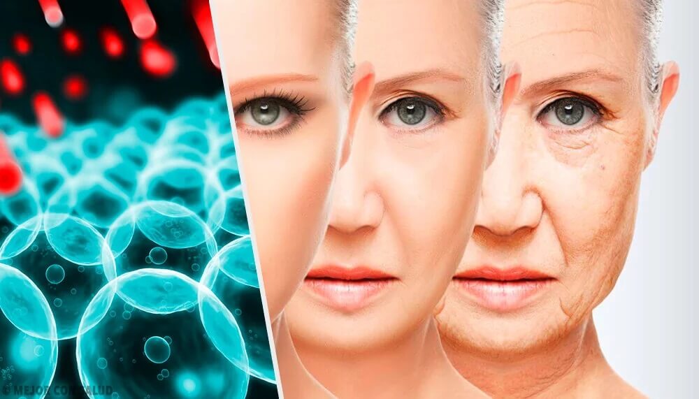 Os radicais livres e o envelhecimento