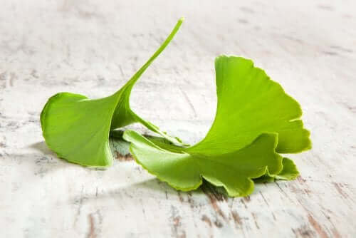 Ginkgo biloba
