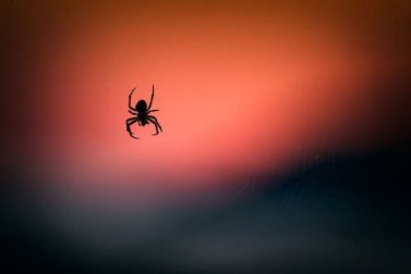 Veneno de aranha pode ajudar a reduzir danos cerebrais