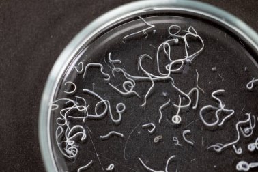 Ascaridíase: sintomas e tratamento