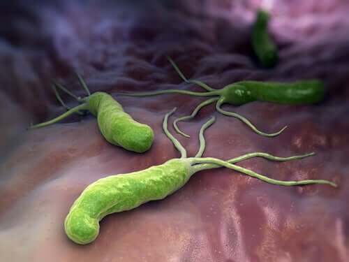 Bactérias que atacam o corpo humano