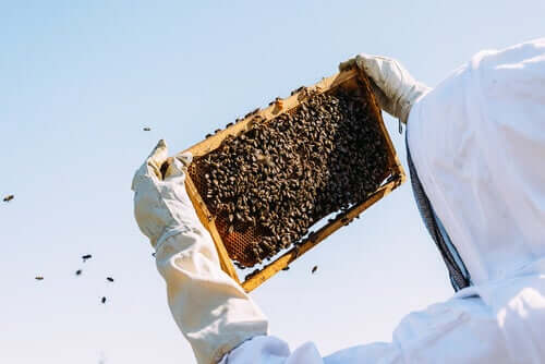 Criação de abelhas