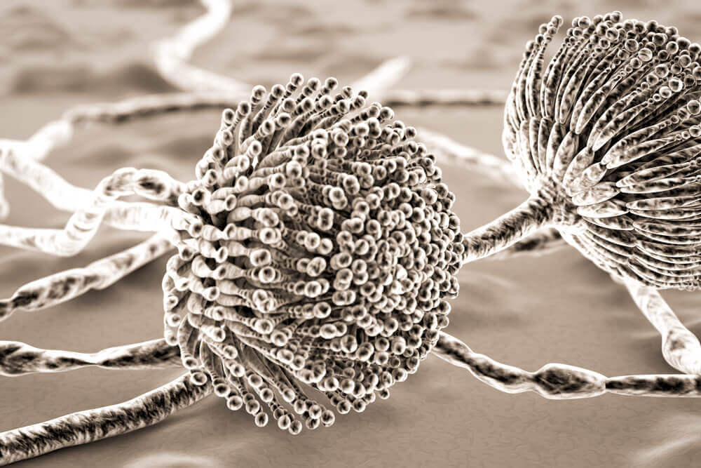 Fungo visto de perto