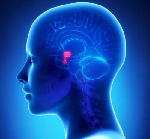 Glândula pituitária