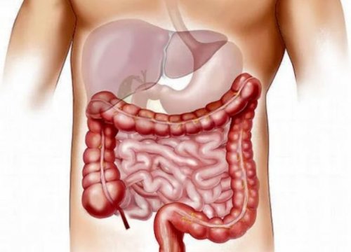 Anatomia do intestino