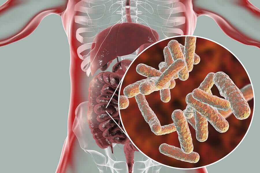 A microbiotia intestinal