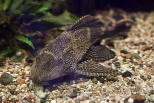 Peixes limpadores