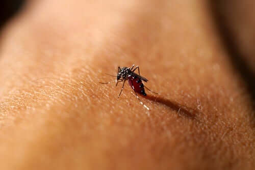 Repelentes contra os mosquitos