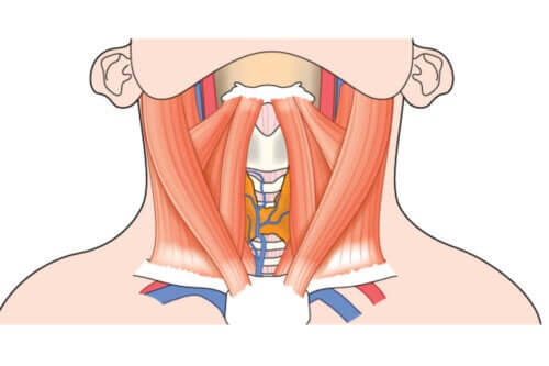 Anatomia do pescoço: que ossos e cartilagens o formam?