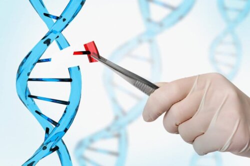 Fragmentos do DNA