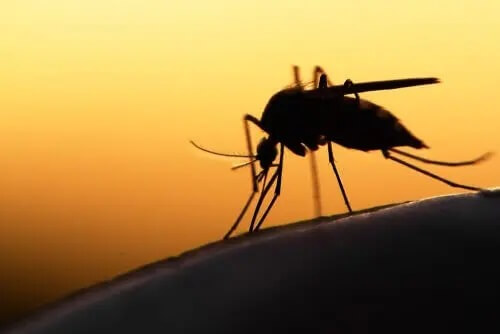 Mosquito da malária picando