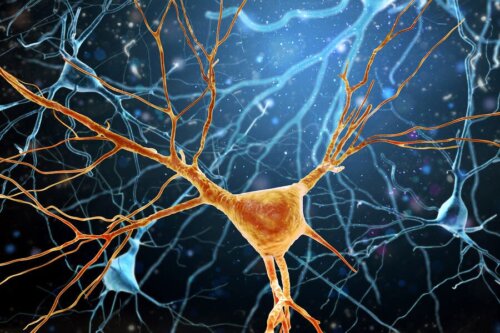 Os neurônios de Von Economo