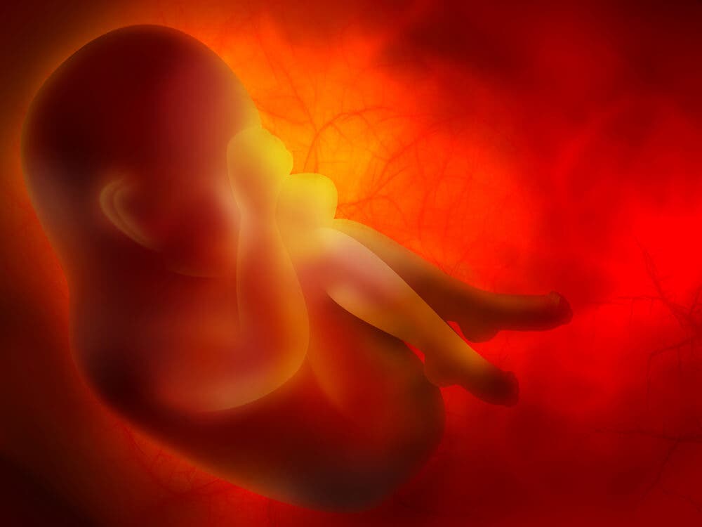 O desenvolvimento do feto