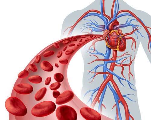 Sistema vascular