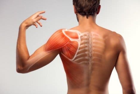 Anatomia do ombro