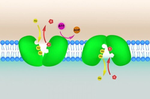Sintomas e causas de hipercalemia