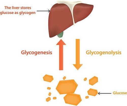 Regulação da glicose
