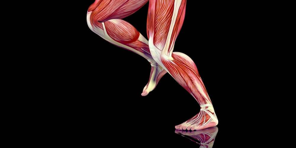 Fibras musculares
