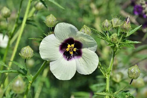 Flor de malvavisco