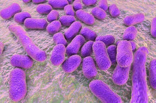 Bactérias vistas de perto