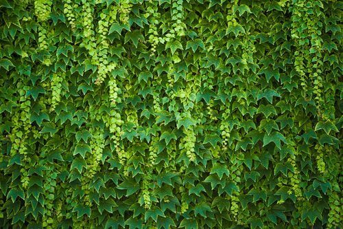 O que é a Hedera helix?