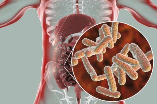 Bactérias do intestino