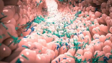 O que é a microbiota normal?
