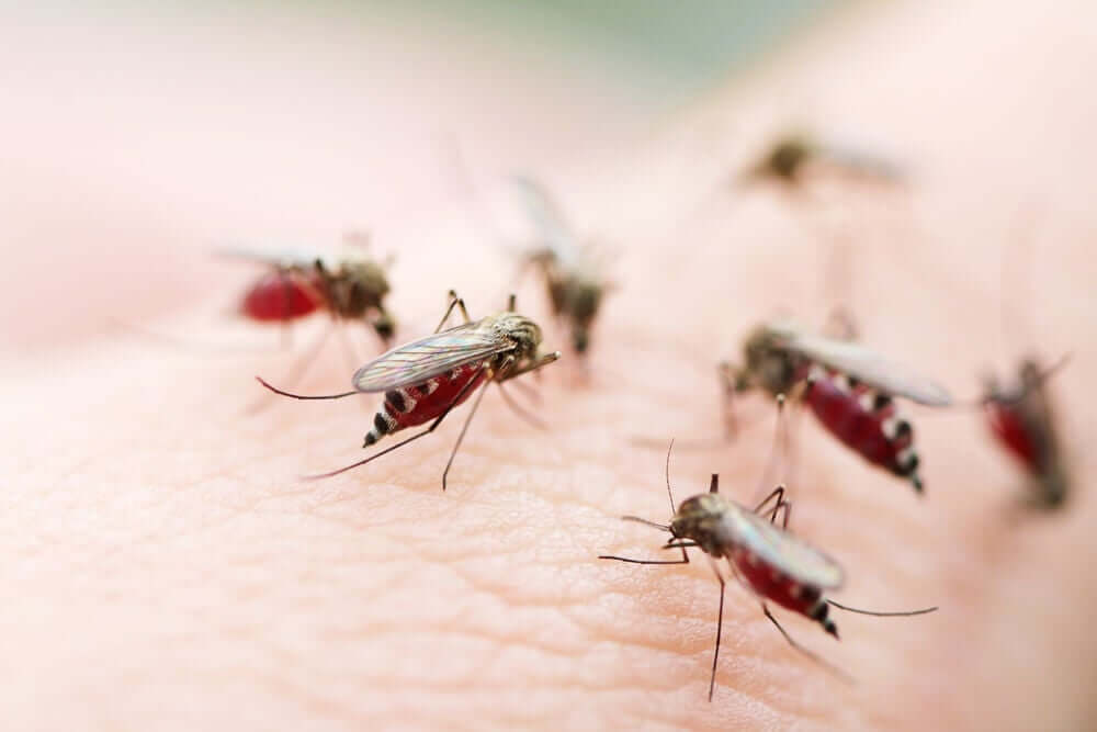 Mosquitos transmissores de doenças