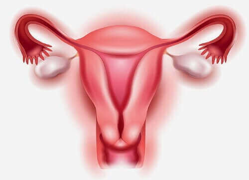Sistema reprodutor feminino