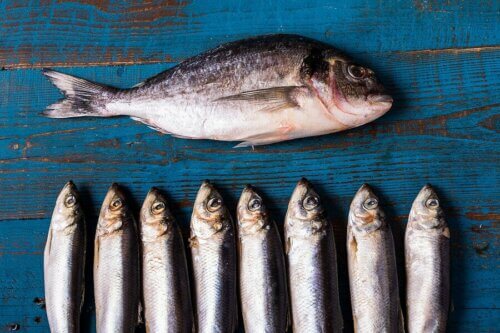 Peixes inteiros crus
