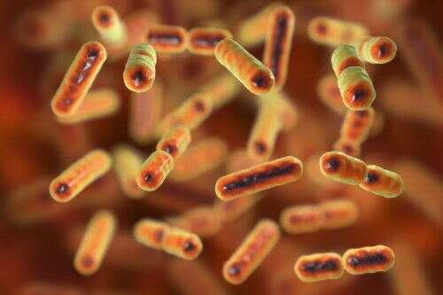 Bactérias do intestino